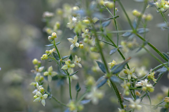 Starry Bedstraw is somewhat woody, gray-green with lanceolate leaves in whorls of 4 with sharp leaf tips. Galium stellatum